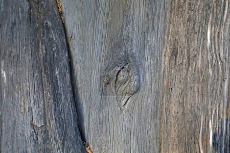Photo for Close up of the old tree trunk - Royalty Free Image