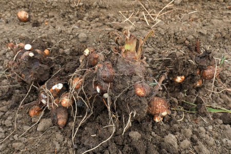 Primer plano de raíces de taro, recién cosechadas en el suelo