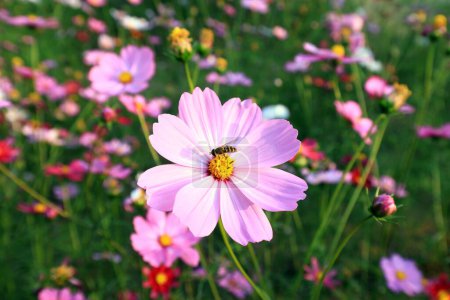 Téléchargez les photos : Gesang fleurs dans le parc, Chine - en image libre de droit
