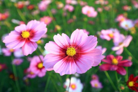 Téléchargez les photos : Gesang fleurs dans le parc, Chine - en image libre de droit