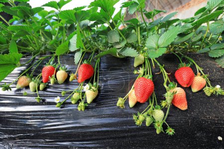 Üppiges Wachstum von Erdbeerpflanzen im Gewächshaus, Nordchina