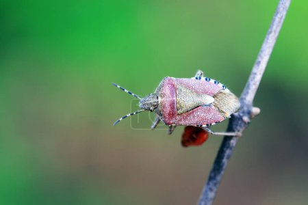 An adult stink bug foraging on plants, North China