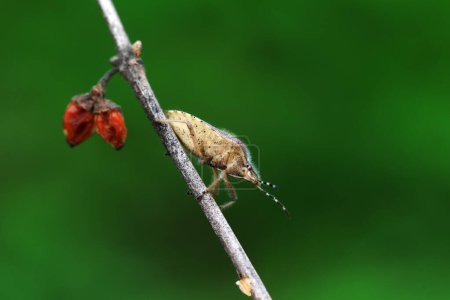 Un insecto apestoso adulto alimentándose de plantas, en el norte de China