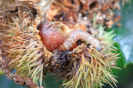Pests damage chestnut fruits, North China