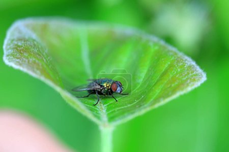 A red headed fly on a green leaf, North China