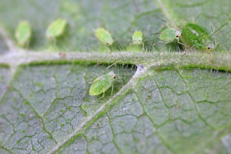 Aphids crawling on green leaves, North China