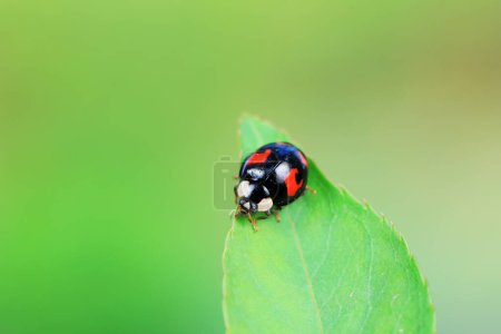 Ladybugs crawl in nature, North China