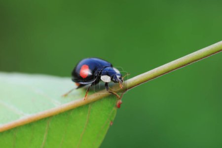 Marienkäfer kriechen auf Wildpflanzen, Nordchina
