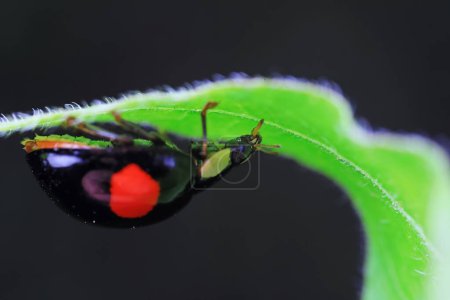 Ladybugs crawling on wild plants, North China