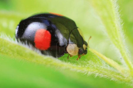 Ladybugs crawling on wild plants, North China