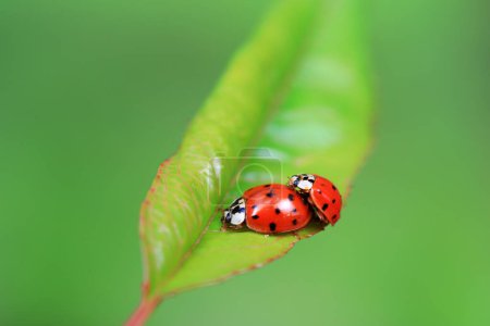Two ladybugs mate in nature, North China