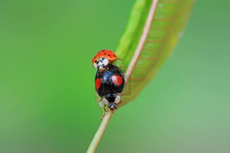 Zwei Marienkäfer paaren sich in der Natur in Nordchina