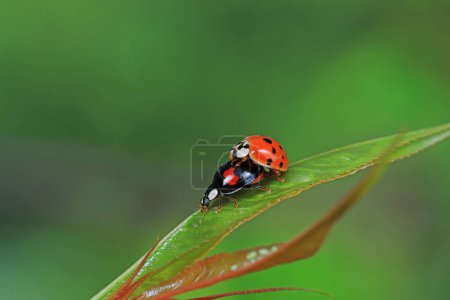 Zwei Marienkäfer paaren sich in der Natur in Nordchina