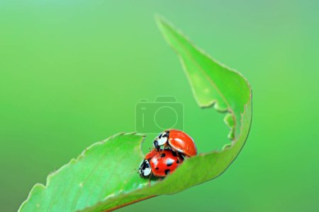 Two ladybugs mate in nature, North China