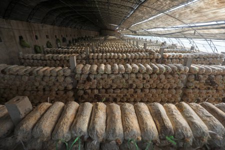 Mushroom sticks in the greenhouse, North China