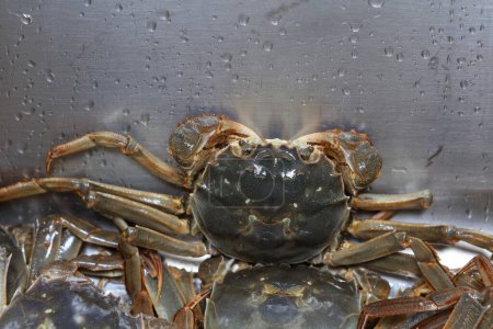 Gros plan sur les crabes de rivière frais