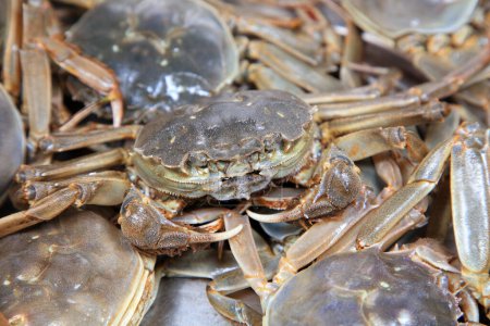 A close-up of fresh river crabs