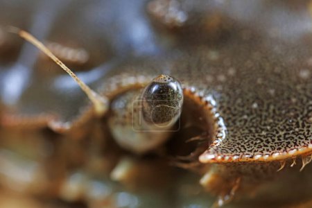 Compound eyes of river crab, macro photos