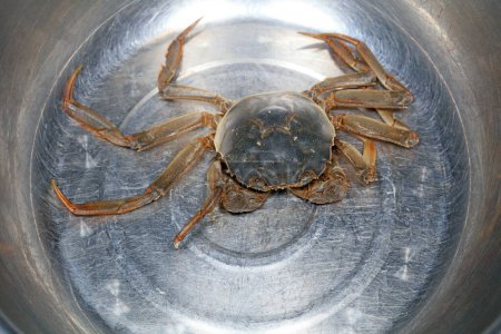 Fresh river crabs in stainless steel dishes