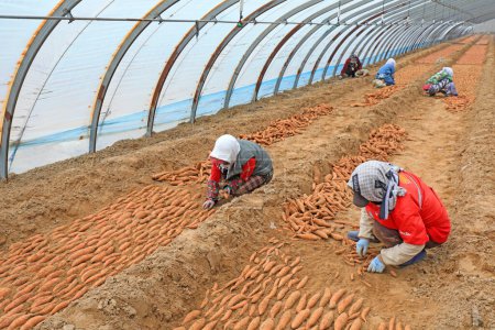 Téléchargez les photos : COMTÉ DE LUANNAN, Province du Hebei, Chine - 23 février 2021 : Les agriculteurs mettent des lits de semis de patates douces dans des serres, Chine du Nord - en image libre de droit