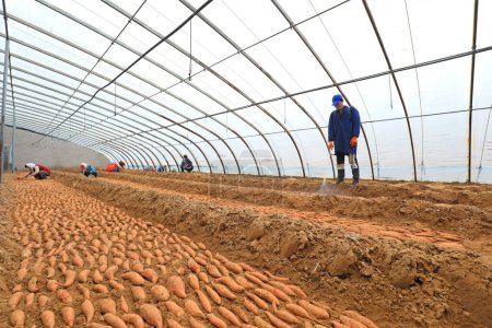 Téléchargez les photos : COMTÉ DE LUANNAN, Province du Hebei, Chine - 23 février 2021 : Les agriculteurs pulvérisent des fongicides sur le lit de semence de la patate douce - en image libre de droit