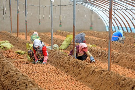 Téléchargez les photos : COMTÉ DE LUANNAN, Province du Hebei, Chine - 24 février 2021 : Les agriculteurs mettent des lits de semences de patates douces dans la serre - en image libre de droit
