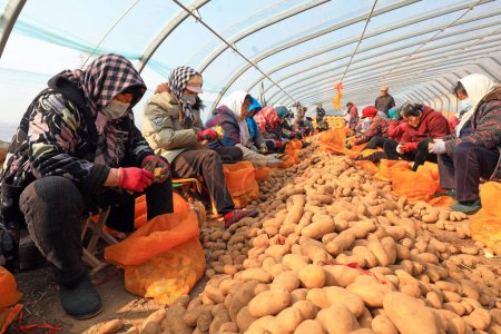 Téléchargez les photos : COMTÉ DE LUANNAN, Province du Hebei, Chine - 26 février 2021 : Des agriculteurs coupent des pommes de terre en serres dans des fermes - en image libre de droit