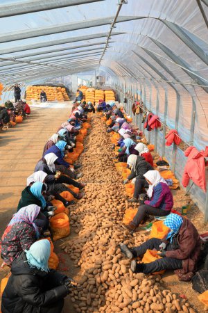 Téléchargez les photos : COMTÉ DE LUANNAN, Province du Hebei, Chine - 26 février 2021 : Des agriculteurs coupent des pommes de terre en serres dans des fermes - en image libre de droit