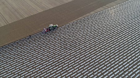 Bauern fahren Sämaschine, um Kartoffeln auf Ackerland zu pflanzen