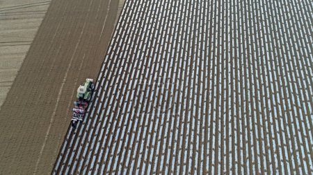 Bauern fahren Sämaschine, um Kartoffeln auf Ackerland zu pflanzen