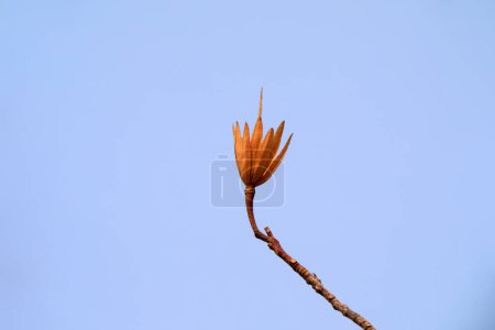 Liriodendron's dried flowers in the sky, North China