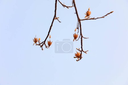 Die getrockneten Blüten des Liriodendrons am Himmel, Nordchina