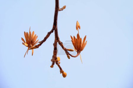 Liriodendron's dried flowers in the sky, North China
