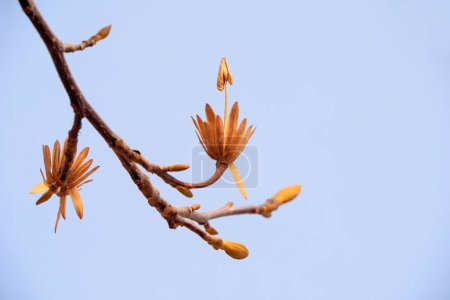 Fleurs séchées de Liriodendron dans le ciel, Chine du Nord