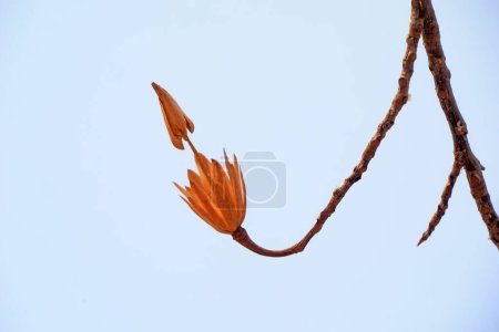 Die getrockneten Blüten des Liriodendrons am Himmel, Nordchina
