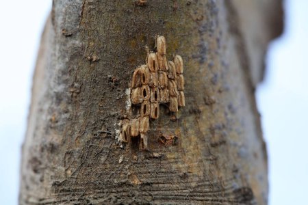 The egg shell of Empoasca maculata is on the bark, North China