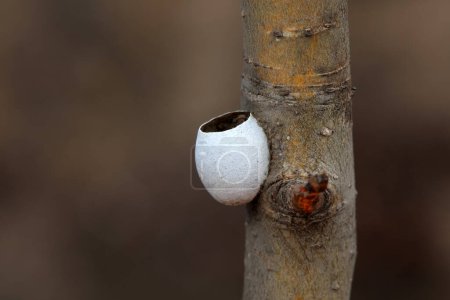 Motteneier auf einem trockenen Zweig, Nordchina