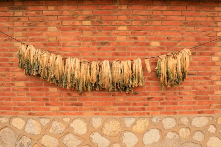 Getrockneter Kohl hängt an der Wand, Nordchina