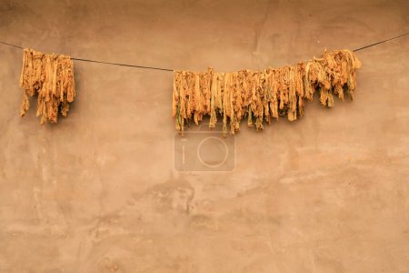 Dried cabbage hanging on the wall, North China