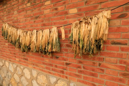 Getrockneter Kohl hängt an der Wand, Nordchina