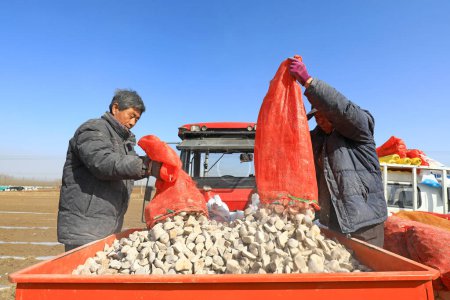 Téléchargez les photos : COMTÉ DE LUANNAN, Province du Hebei, Chine - mars 16, 2021 : Les agriculteurs ajoutent des croustilles de pomme de terre au planteur - en image libre de droit