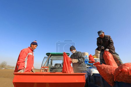 Photo for LUANNAN COUNTY, Hebei Province, China - March 16, 2021: Farmers are adding potato chips to the planter - Royalty Free Image