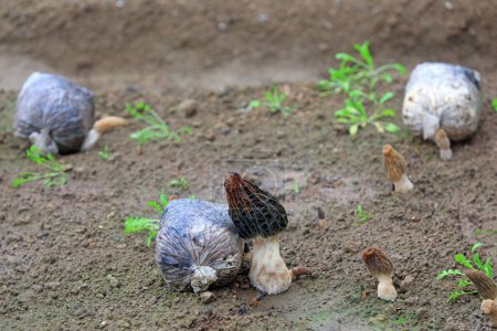 Morcheln wachsen robust im Gewächshaus, Nordchina
