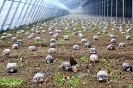 Morel crece fuertemente en el invernadero, en el norte de China