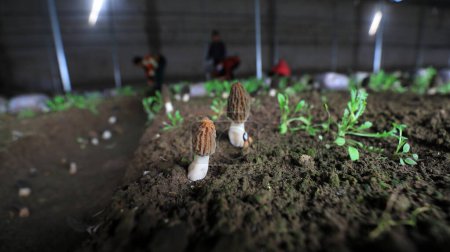 Les agriculteurs récoltent Morchella dans des serres, un champignon à haute valeur économique et nutritionnelle, COMTÉ DE LUANNAN, province du Hebei, Chine