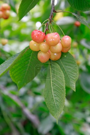 Mature large American cherry in an orchard, closeup of photo
