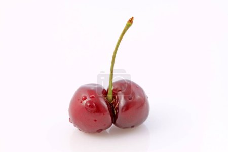 Mature large American cherry on a white background, closeup of photo