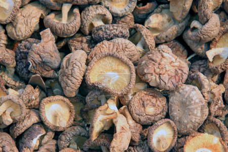 dry mushrooms, closeup of photo