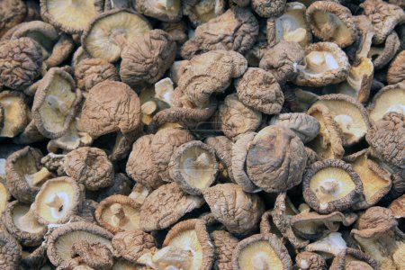 dry mushrooms, closeup of photo