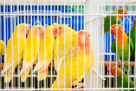 Gelber Papagei in einem Käfig auf dem Markt, Nahaufnahme von Foto
